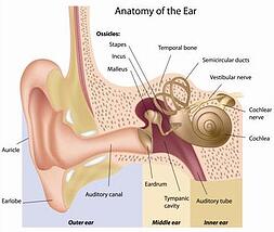 anatomy of the ear